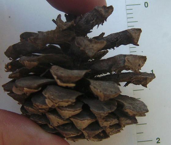 Lodgepole cone